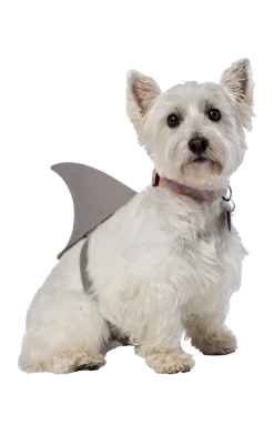 Rasta Imposta Shark Fin Dog Costume All Themes