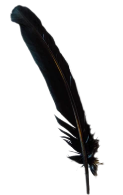Generic Black Turkey Broad Feather All Themes