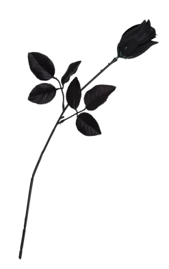 Bristol Novelty Single Black Rose
